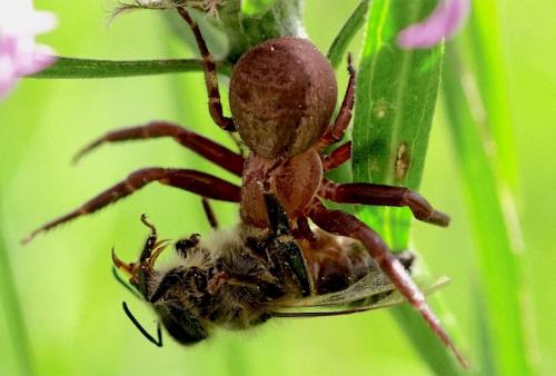 Xysticus sp.
